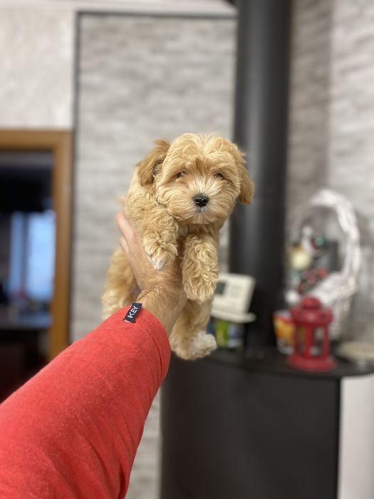 Цуценята мальтіпу (мальтипу)