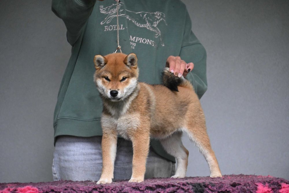 Shiba inu samiec z rodowodem ZKwP FCI