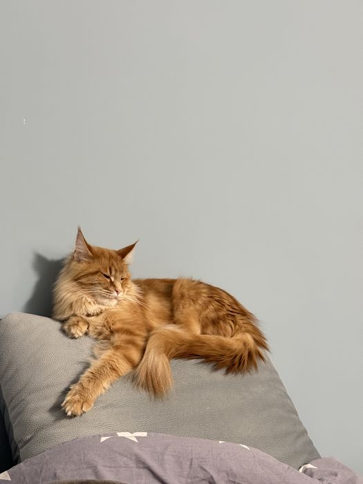 Вязка мейн кун дівчинка