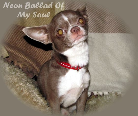 Лиловый чихуахуа для вязки, КСУ, вес 2,2 кг, крови Vellory Style