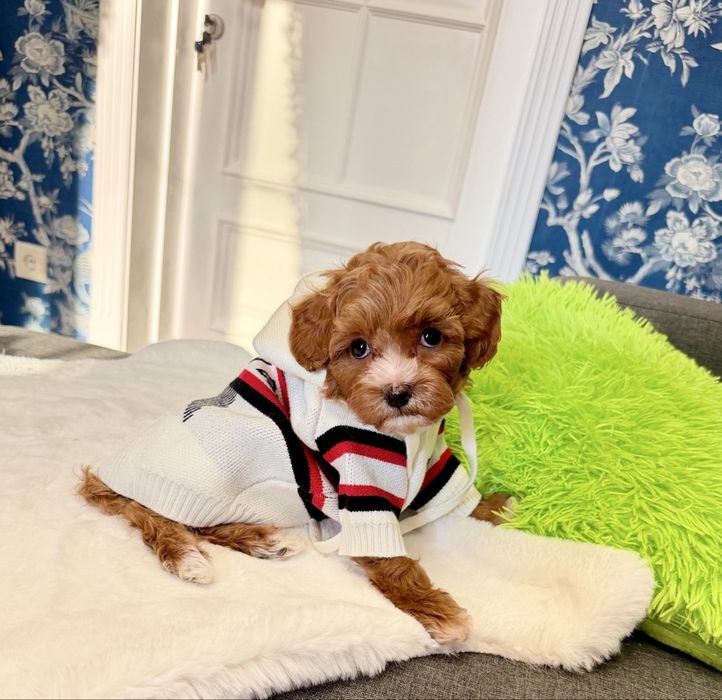 Міні хлопчик мальтипу F1 кремового кольору — маленьке щастя у ваш дім