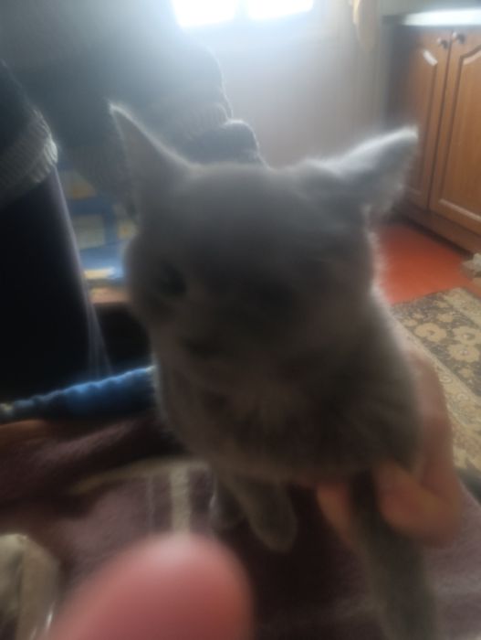 Британские котята