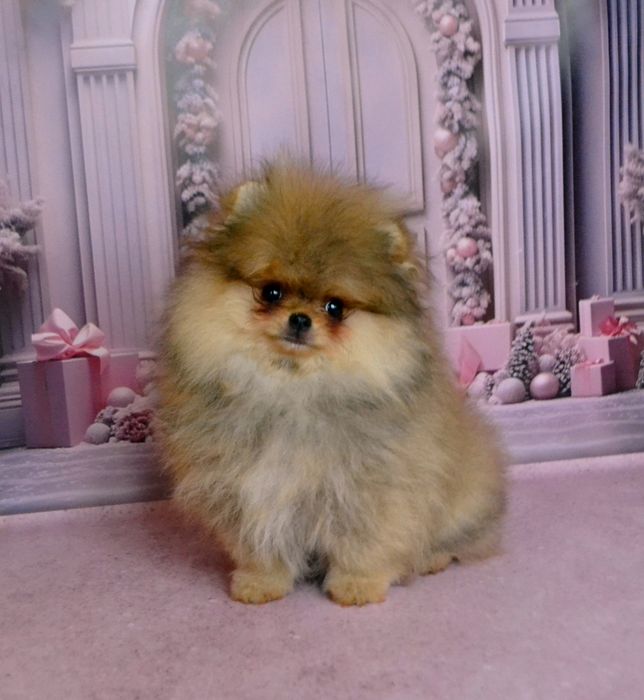 Игрушечные  мини мишутки  пом