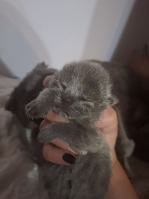 Британські кошенята