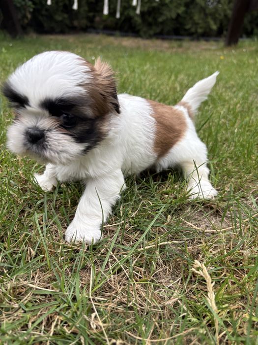 Shih tzu suczka do rezerwacji