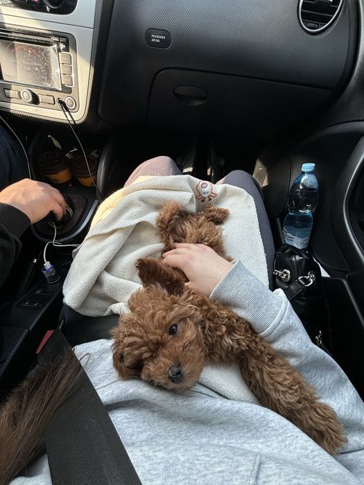 Перевезення тварин по Україні і Європі котів собак перевозка животных