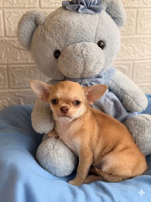 Друже ніжний хлопчик чихуахуа