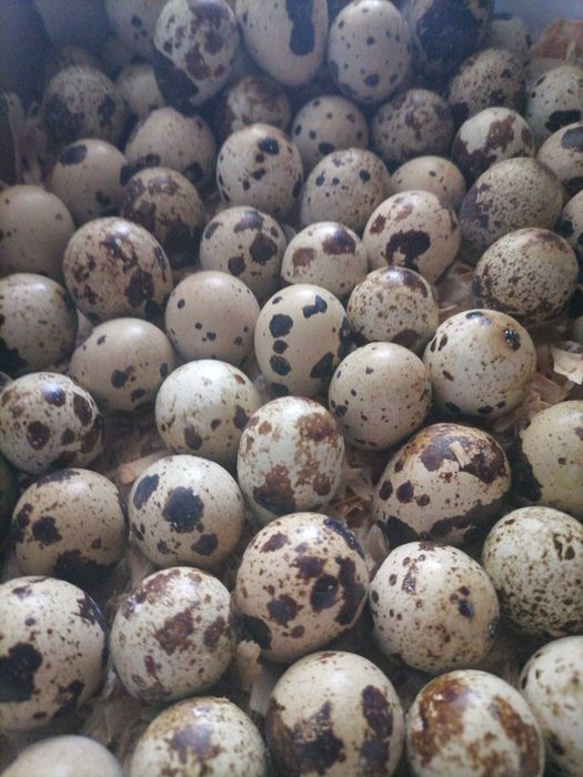 Ovos codornizes frescos da semana galados, só entrego na zona de Torres Vedras e Alenquer