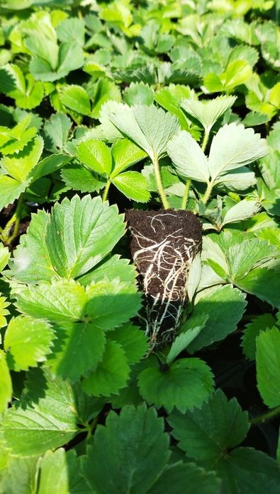 Копанка,Фріго, касетні саджанці великоплідної  полуниці