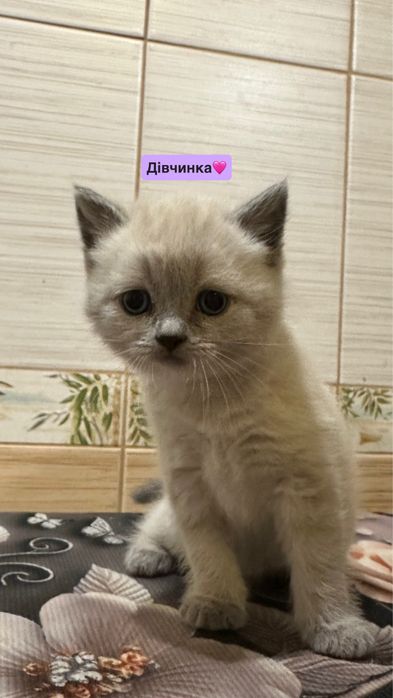 продаються кошенята!