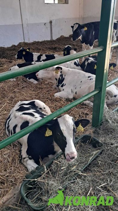 PH KONRAD Byczki Startery- Sprzedam