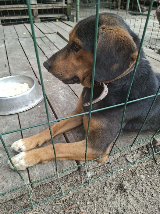 Oddam psa za darmo w dobre ręce