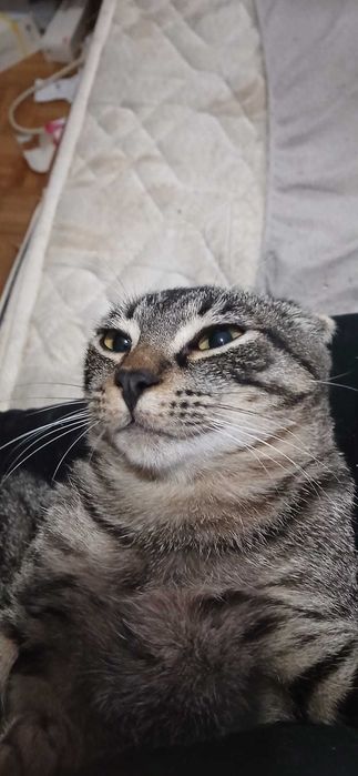 Estou a doar um gato muito docil