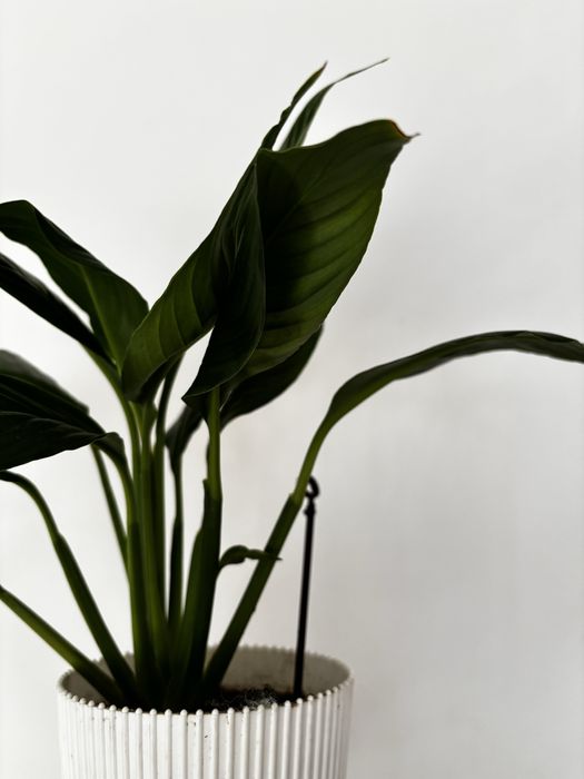 Спатифілум спатифилум жіноче щастя