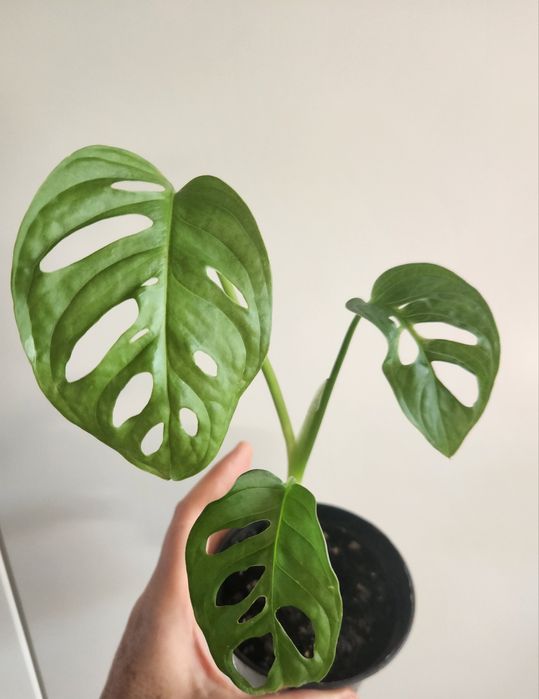 Monstera Monkey Mask sadzonka rosnąca