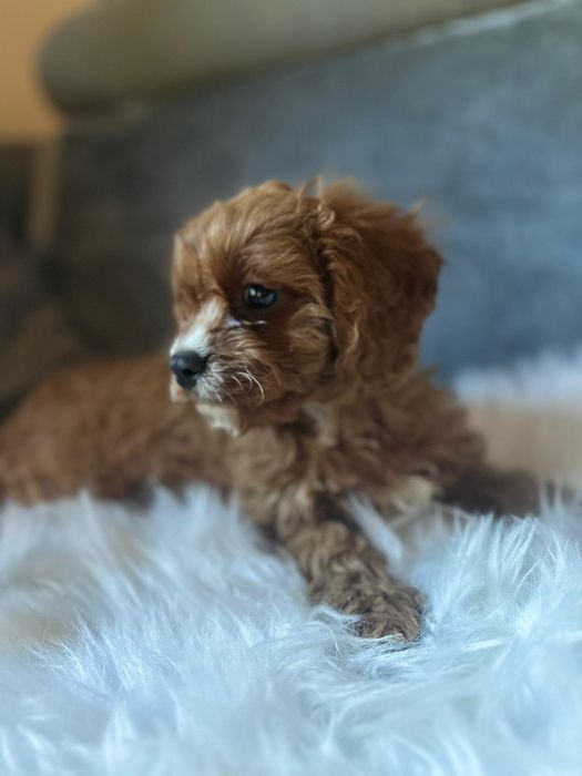 Cavapoo f1*chłopczyk małopolska