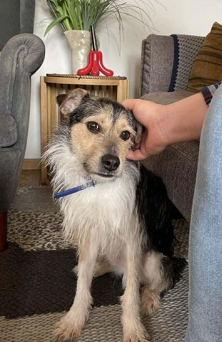 Piotruś - mały, młody psiak