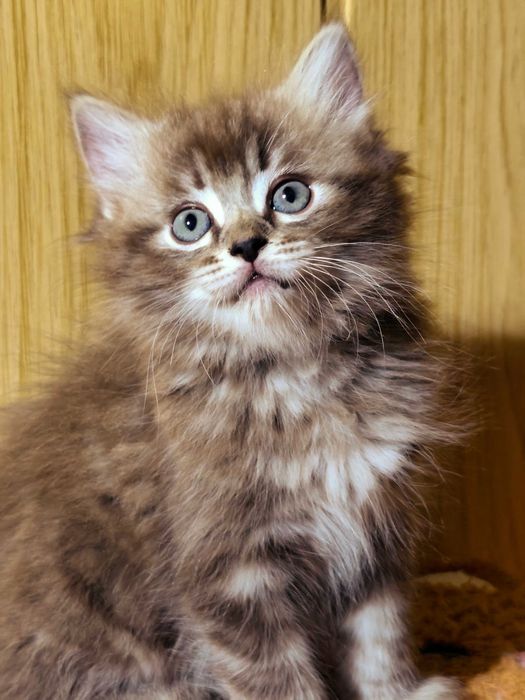 Ragdoll Cherubim Seal Lynx rodowód międzynarodowy