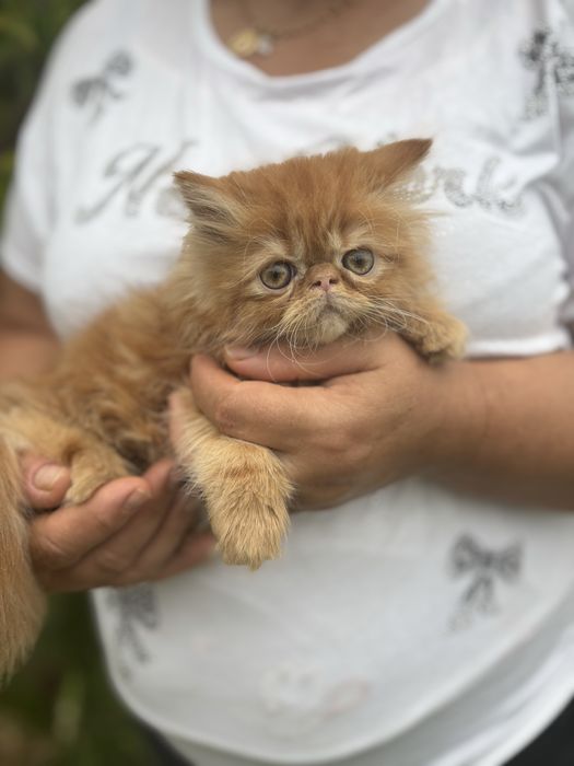 Gatinho persa lindo amarlinho
