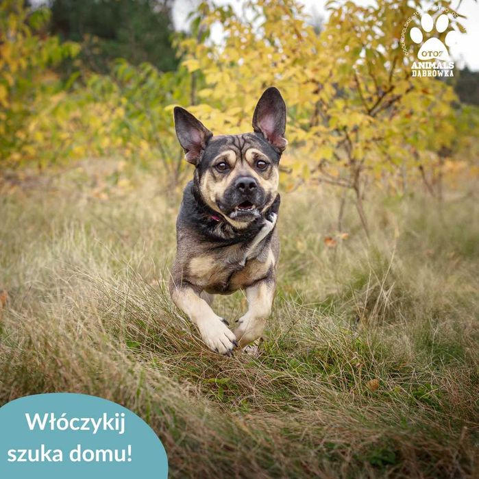 Włóczykij szuka domu