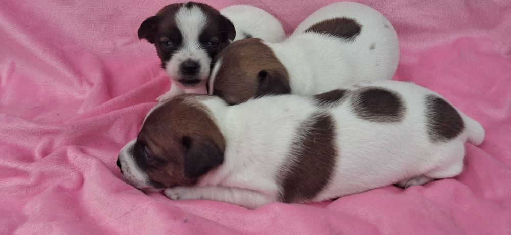 Jack Russell terrier z metryką