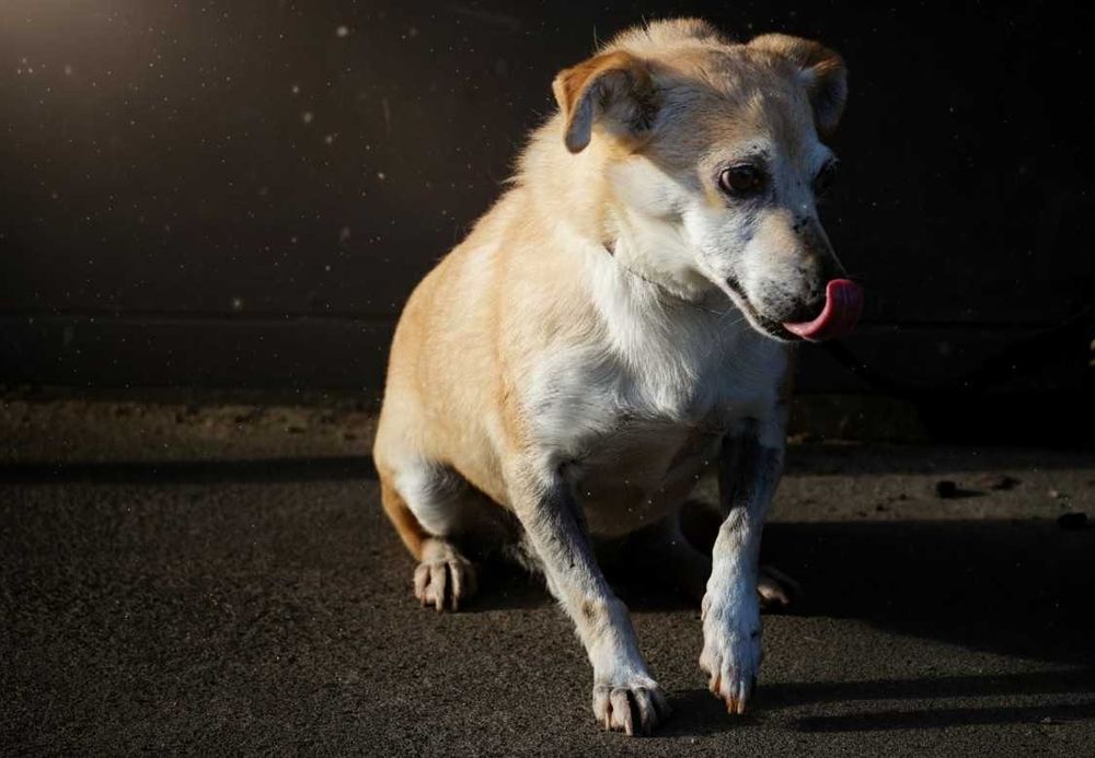 NAVIK - maleńki, staruszek czeka na dom