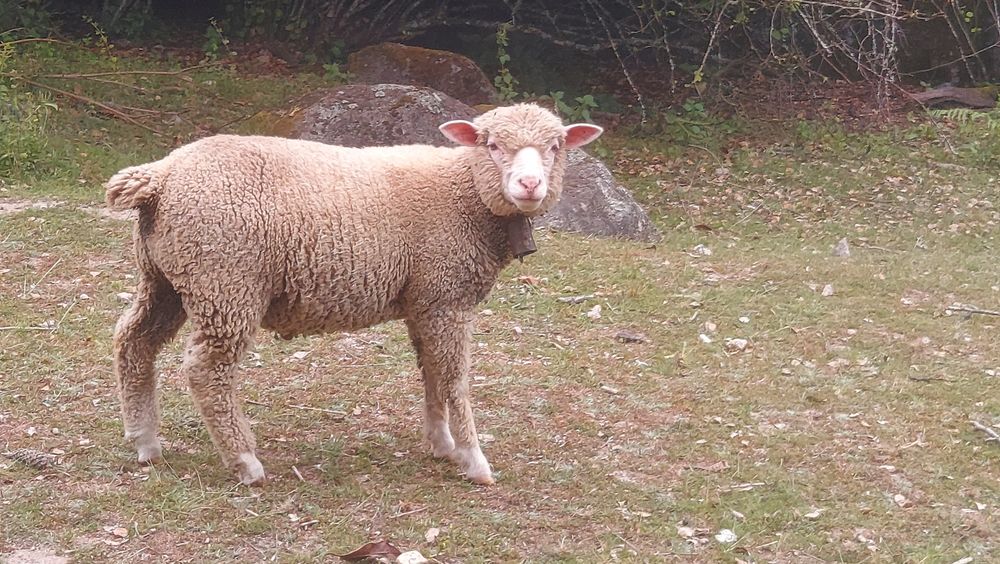 Borrego com 5 meses