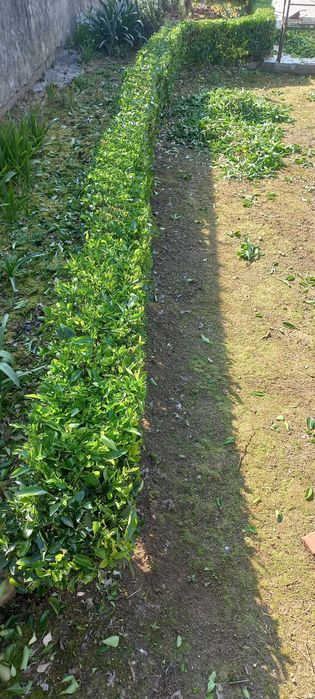 Serviços de jardinagem/Pichelaria