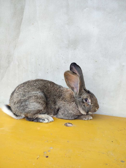 Królik Belg olbrzym samiec