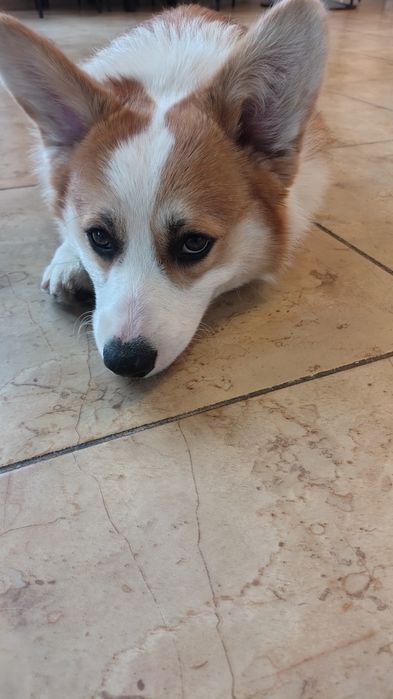 Welsh Corgi Pembroke FCI