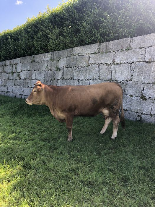 Vendo duas vacas minhotas puras