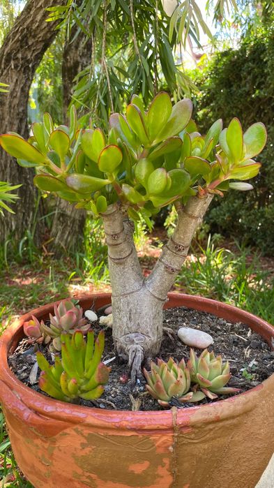 Suculenta jade tipo bonsai