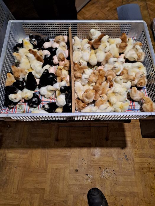 Jaja legowe od kur niosek  mieszanych.