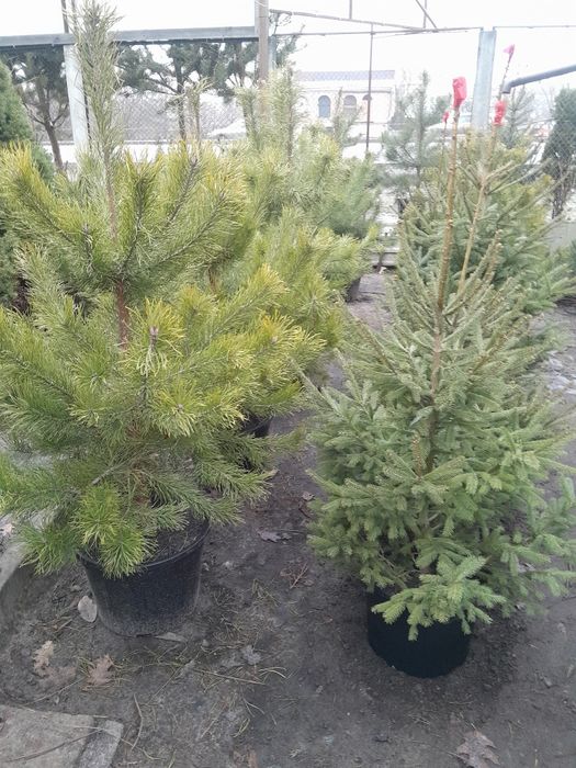 Садовий центр предлагает.