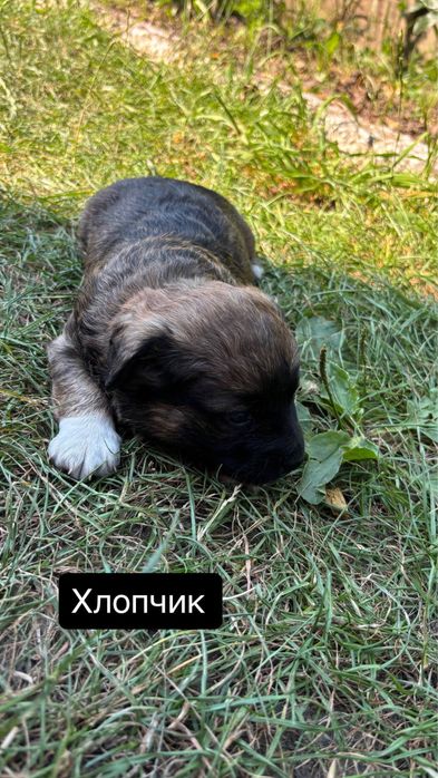 Віддам у добрі руки собачок