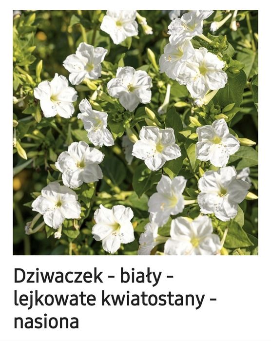 Nasiona kwiaty Dziwaczek Biały Różowy