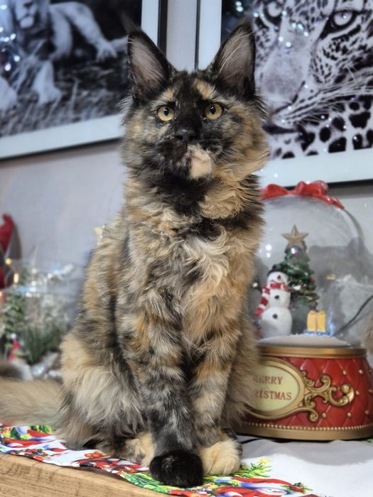 Lolita Cudna kotka Maine Coon