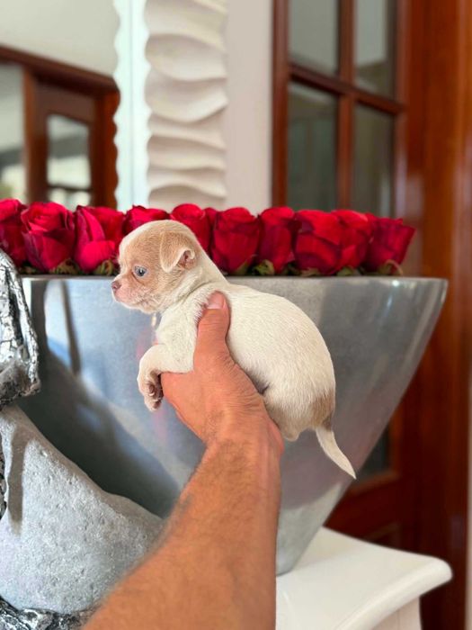 Chihuahua  Superminiatura MACHINHO BRANCO & IZABELLA com LOP E AFIXO