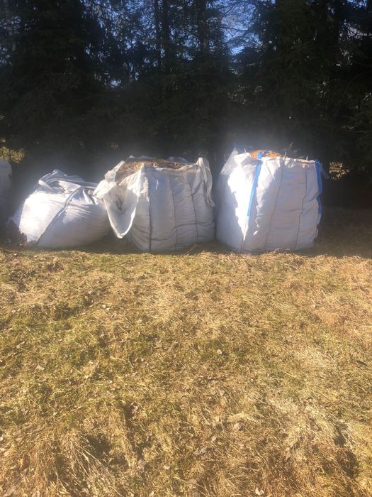 Trot pod borowke amarykańska