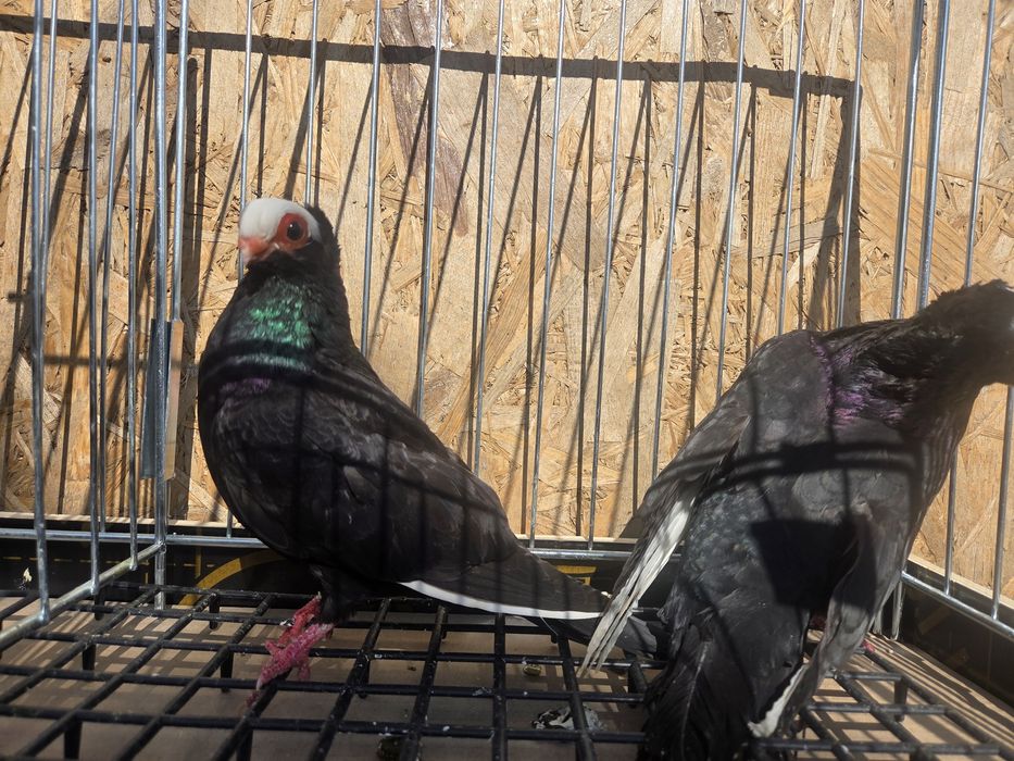 Para koroniarzy kończtych