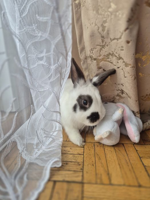 Królik miniaturka