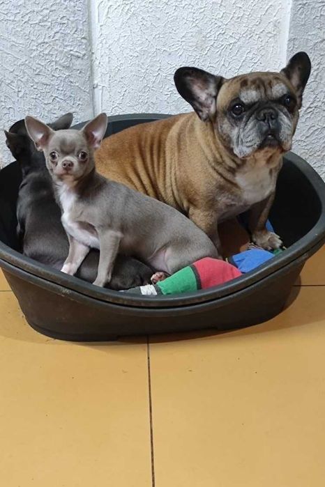 Дівчинка - чихуахуа лілова у продажу. Ксу.