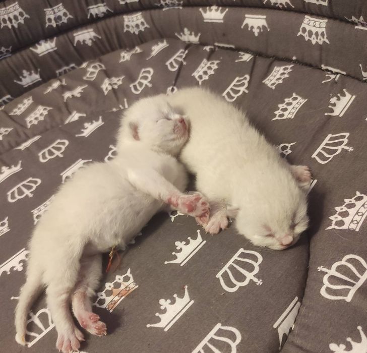 Котята , кот,кошка