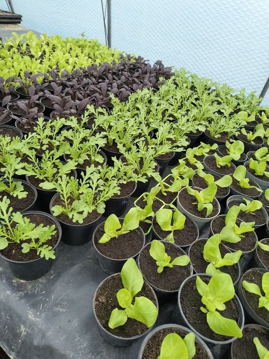 Sałata masłowa lodowa musztardowiec