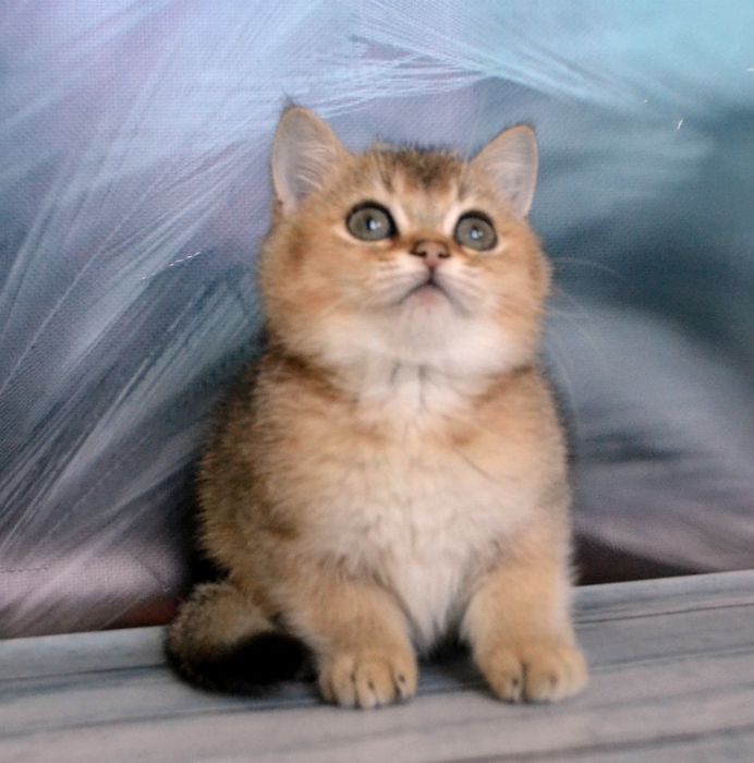 Золотий британчик! Шиншила!