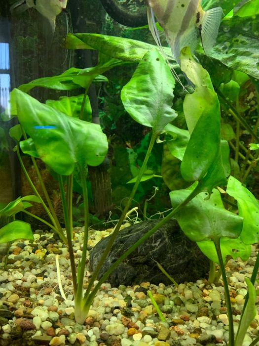 Rośliny akwariowe