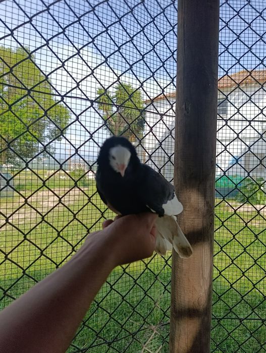 Pombo capuchinho puro