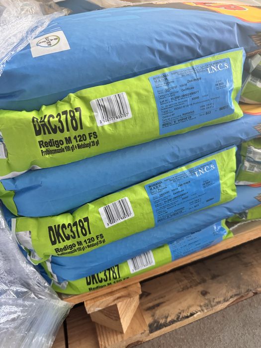 Nasiona kukurydzy DKC dekalb bayer