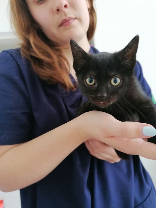 Gatinhos bebés para adoção responsável