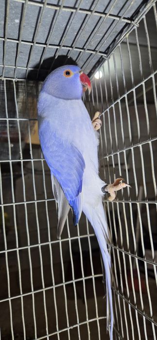 Ring violeta opalina cc